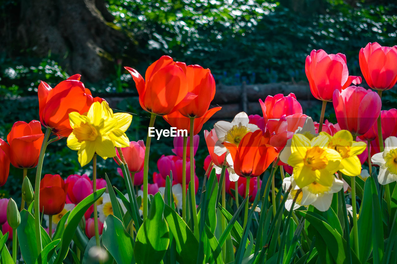 CLOSE-UP OF COLORFUL TULIPS IN PARK