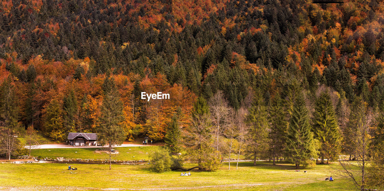 VIEW OF PINE TREES IN FOREST