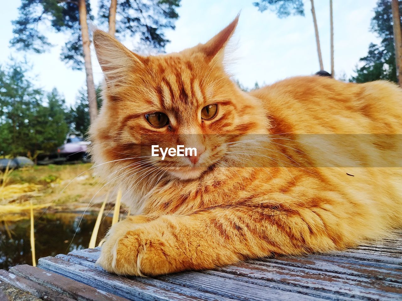 CLOSE-UP PORTRAIT OF CAT