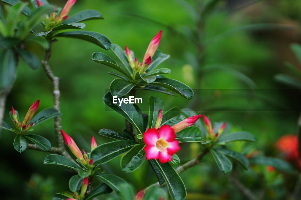 CLOSE-UP OF RED PLANT