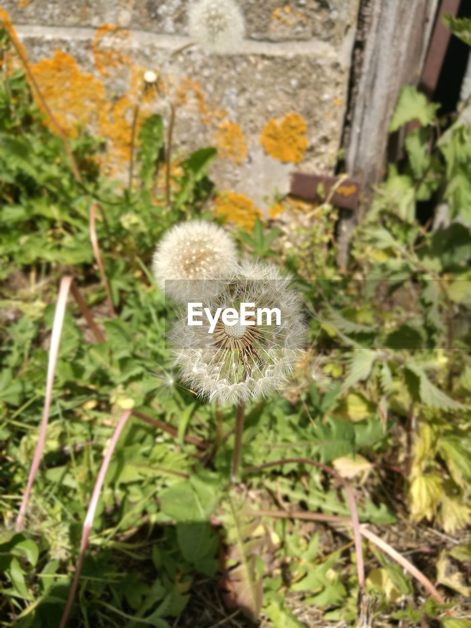 CLOSE-UP OF DANDELION GROWING OUTDOORS