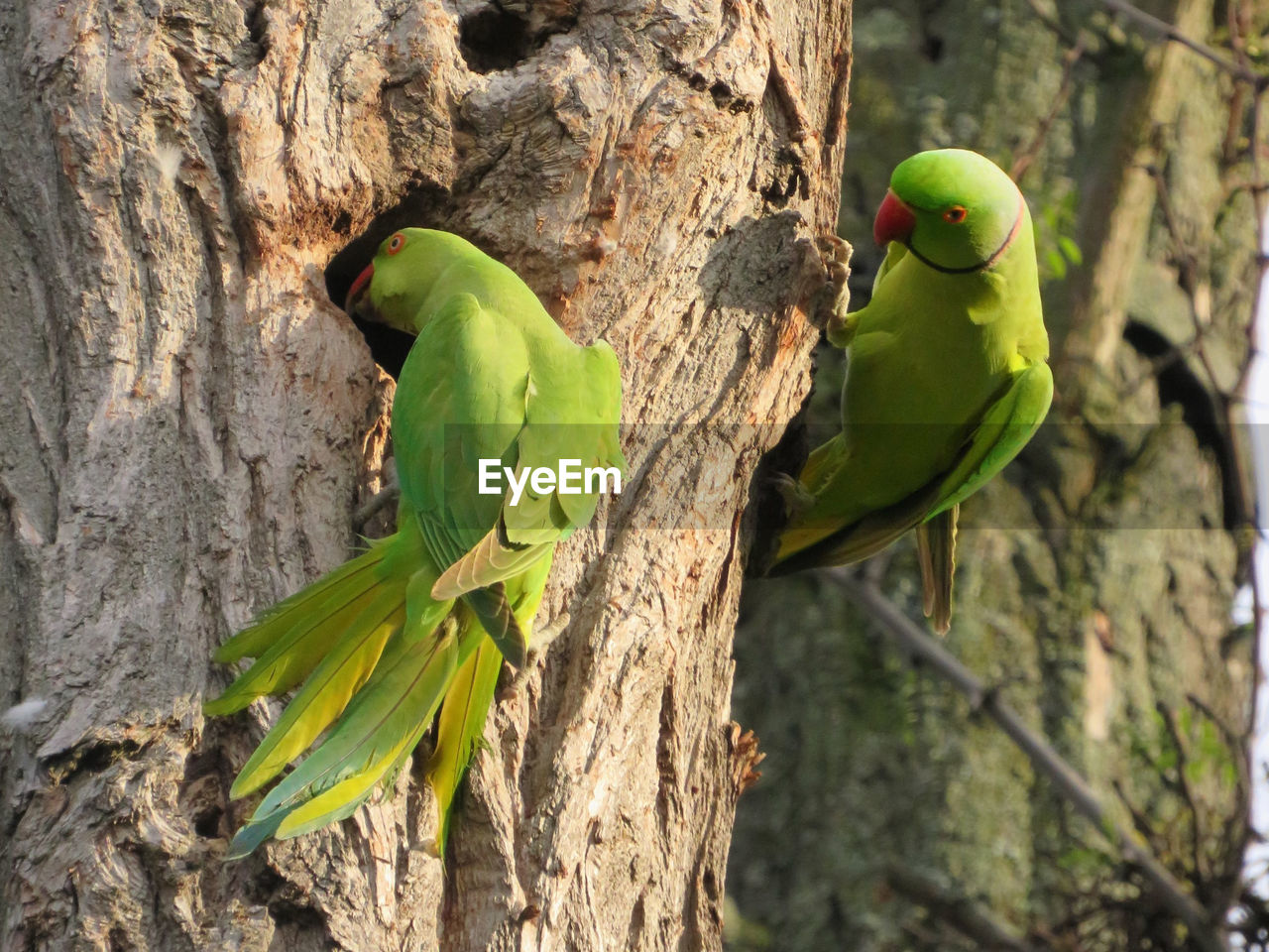 Two green ring-necked parakeets at the entrance of a whole in a tree trunk