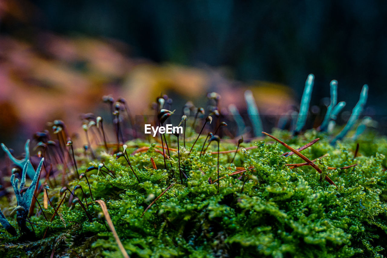 Close-up of plants growing on the forrest floor 