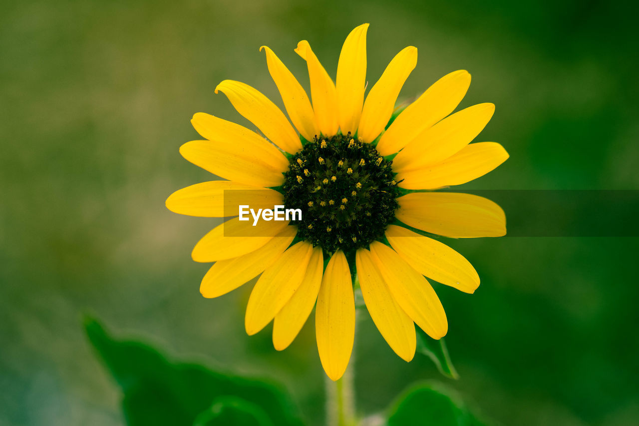 Close-up of yellow flower