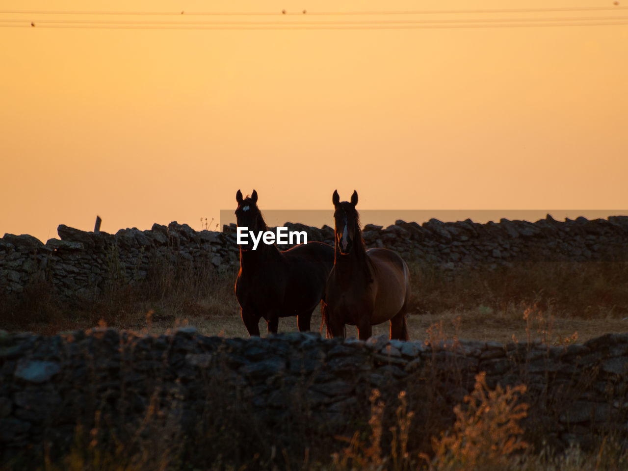 HORSES IN THE FIELD