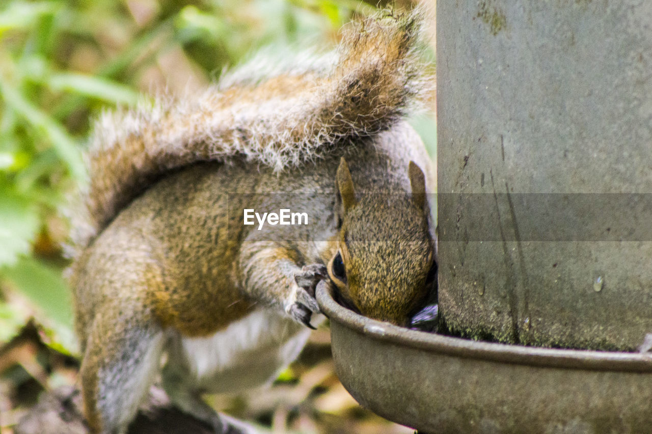 Close-up of squirrel drinking water from container