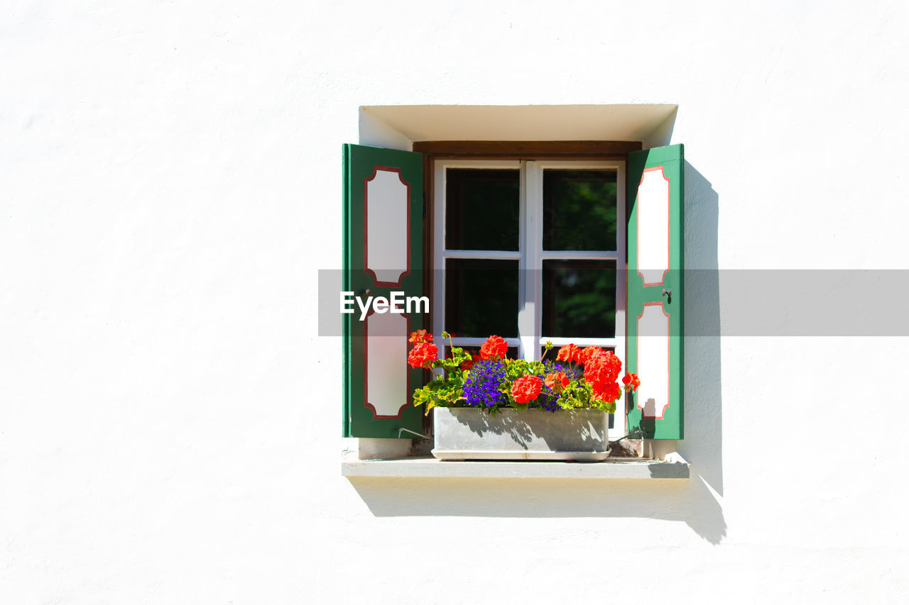 POTTED PLANT ON WINDOW SILL