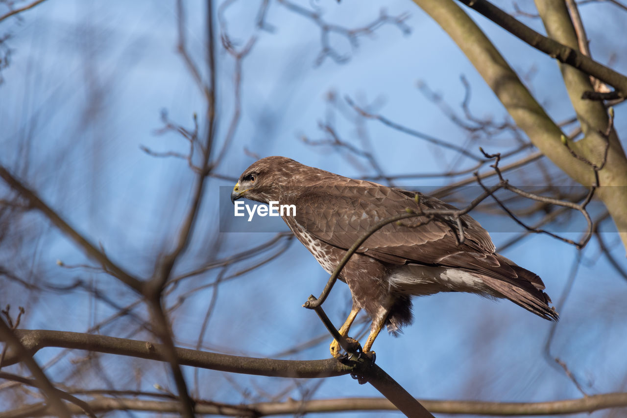 Low angle view of bird perching on branch