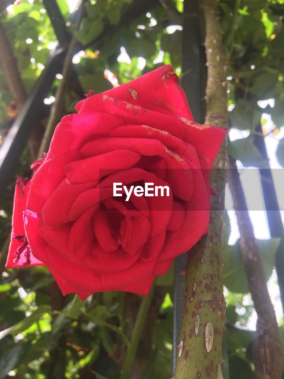 CLOSE-UP OF RED ROSE BLOOMING AGAINST TREE