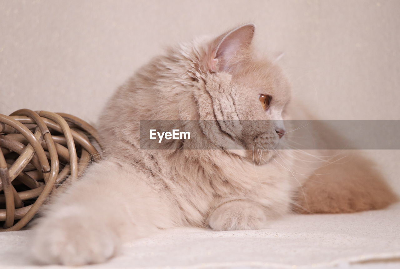 CLOSE-UP OF A CAT RESTING ON A BED