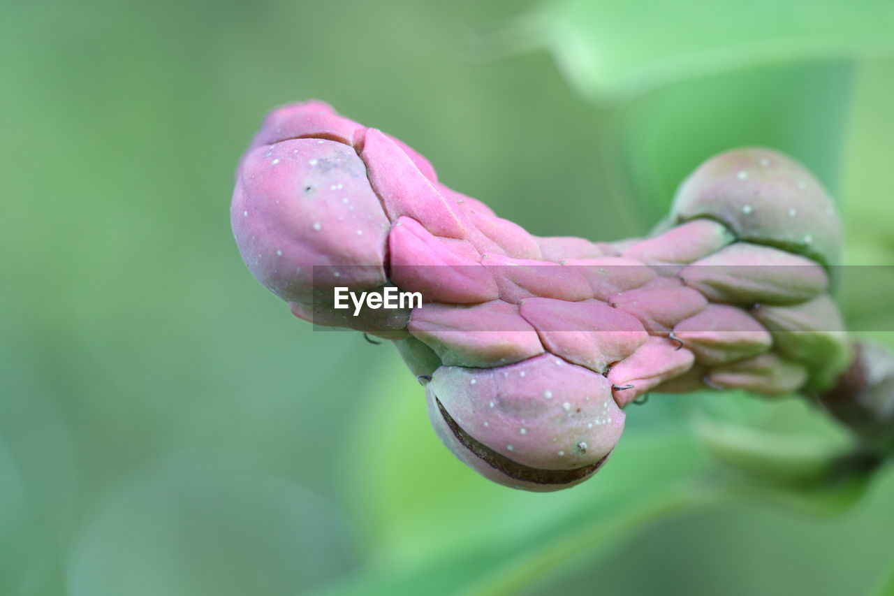 Close-up of wet pink flower