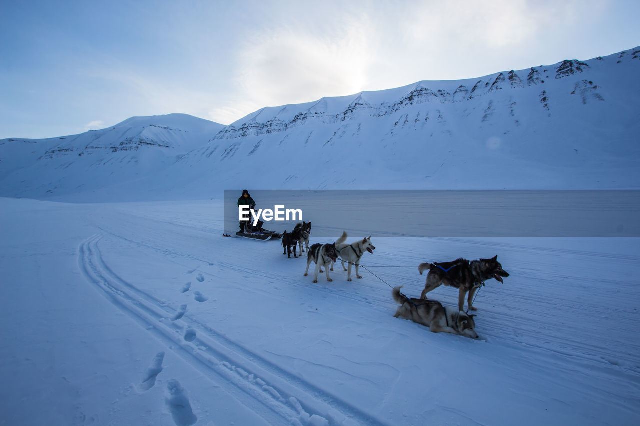Man with sled dogs on snow covered landscape against sky
