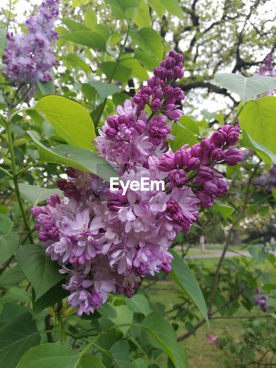 CLOSE-UP OF PURPLE FLOWERS