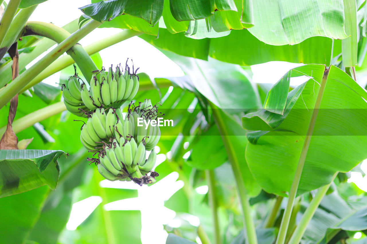 CLOSE-UP OF FRESH GREEN LEAVES