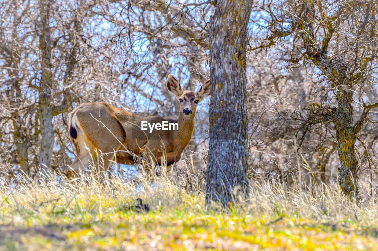 Side view of a doe on landscape