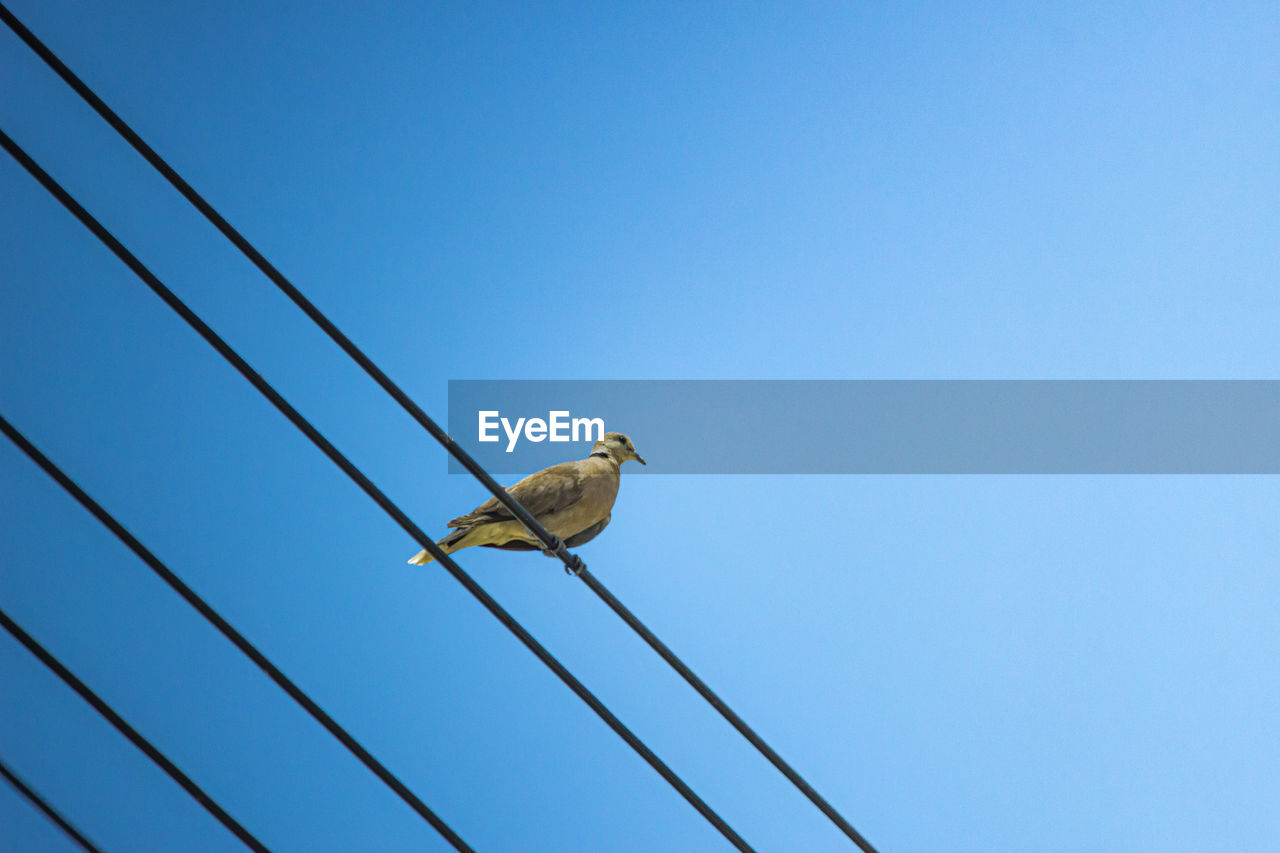 LOW ANGLE VIEW OF BIRD ON CABLE