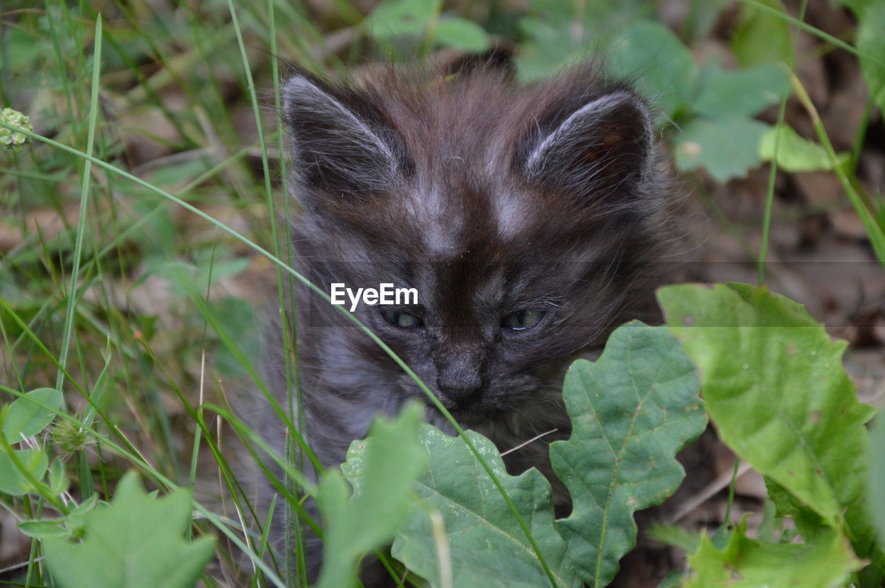 PORTRAIT OF A CAT ON A LAND