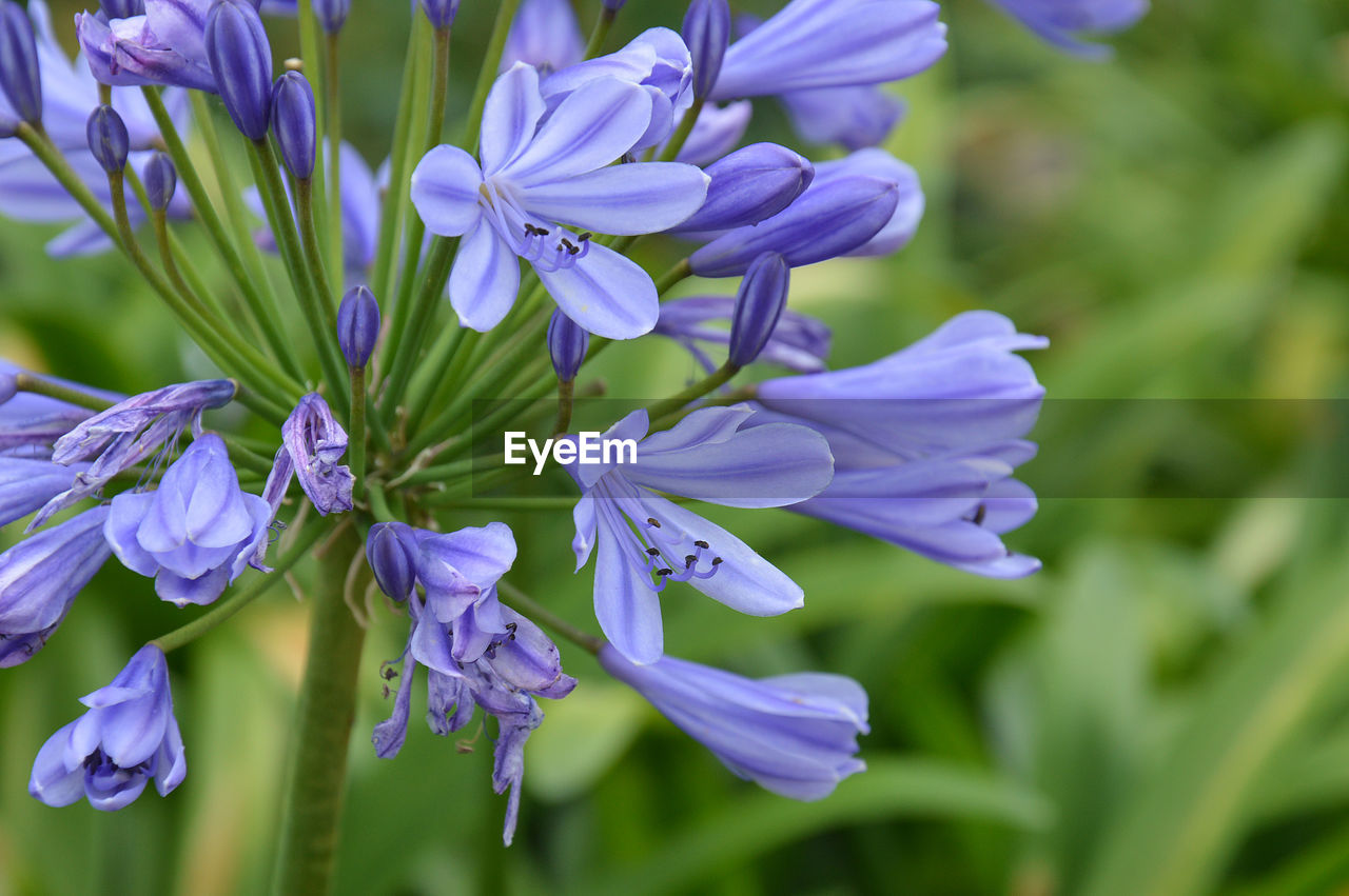 Close-up of purple african lily growing outdoors