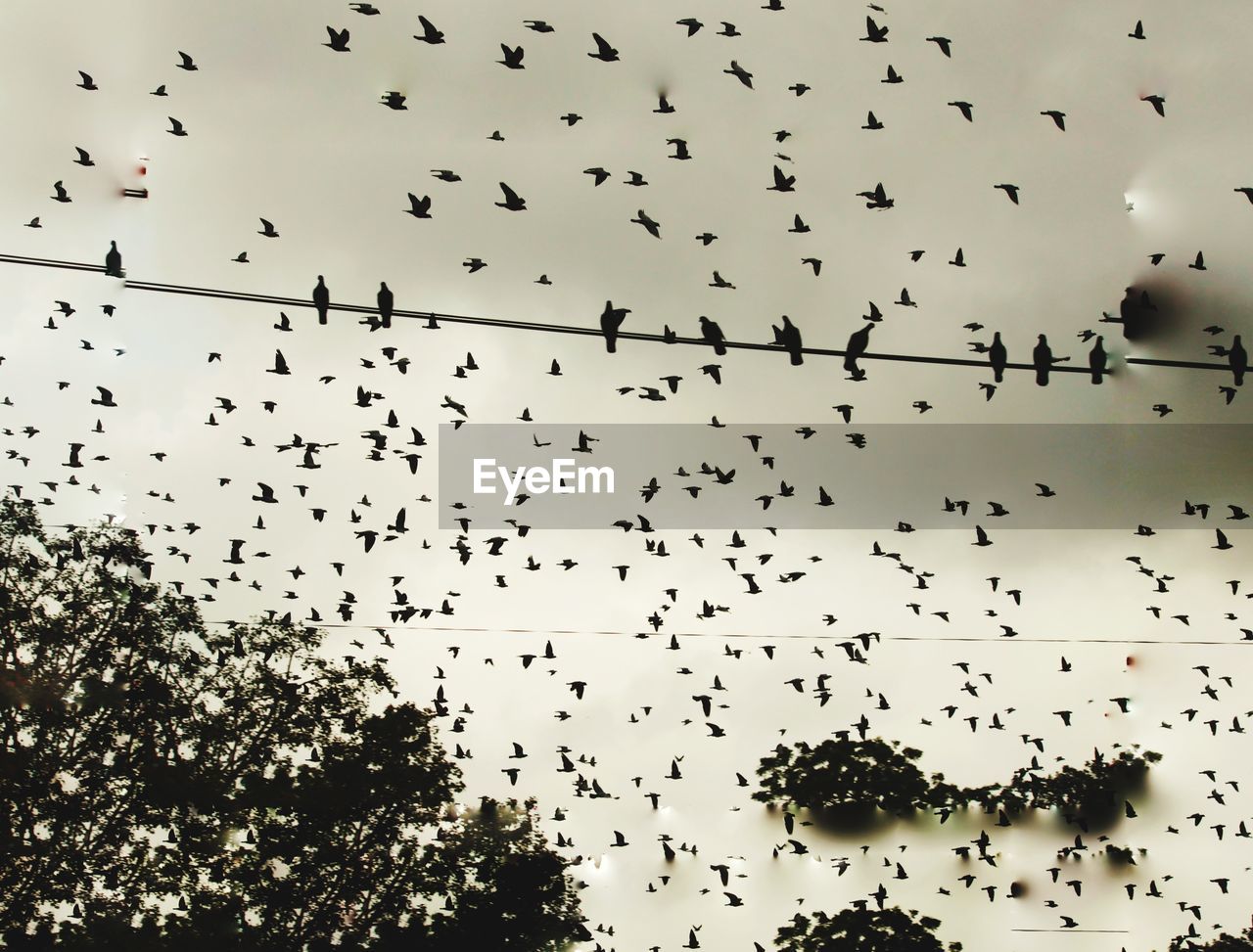 FLOCK OF BIRDS FLYING AGAINST SKY