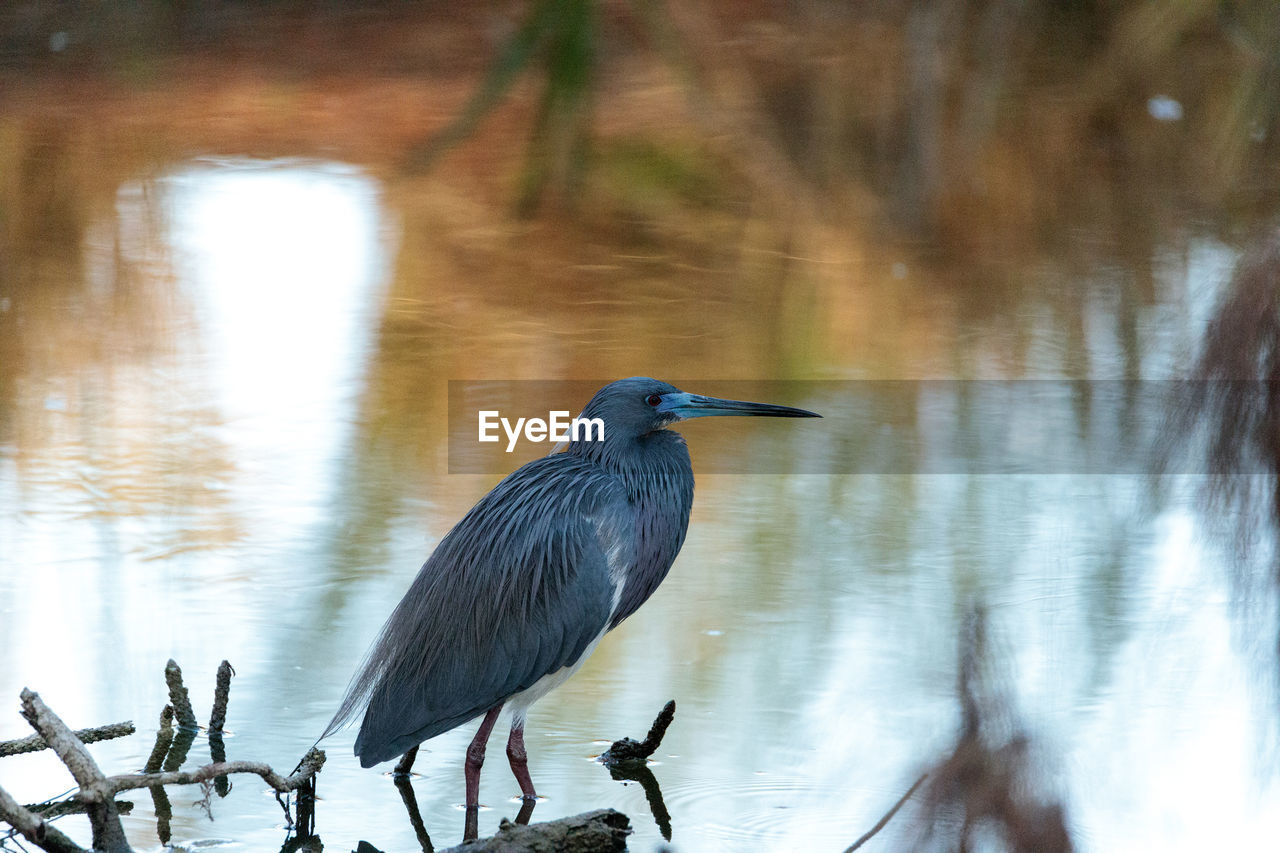 Tricolored heron bird egretta tricolor in a pond in the corkscrew swamp sanctuary of naples, florida