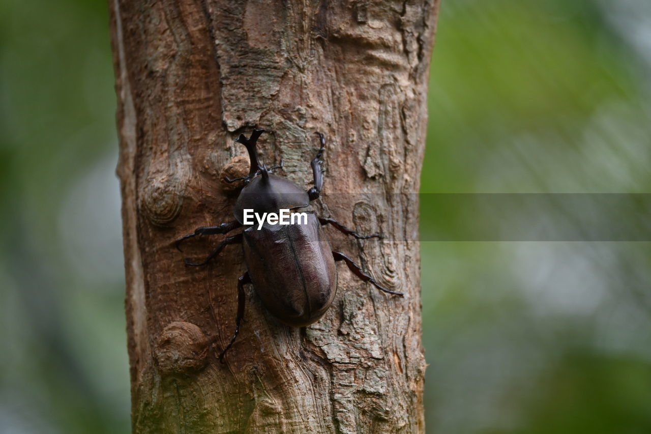 Close-up of a beetle and tree trunk 