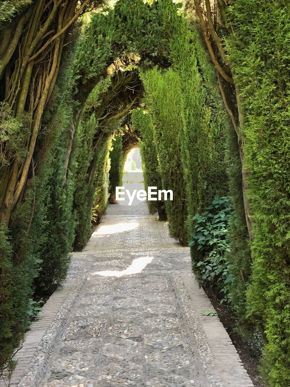 Walkway amidst trees