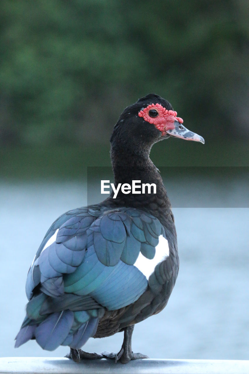 Close-up of bird perching on a lake