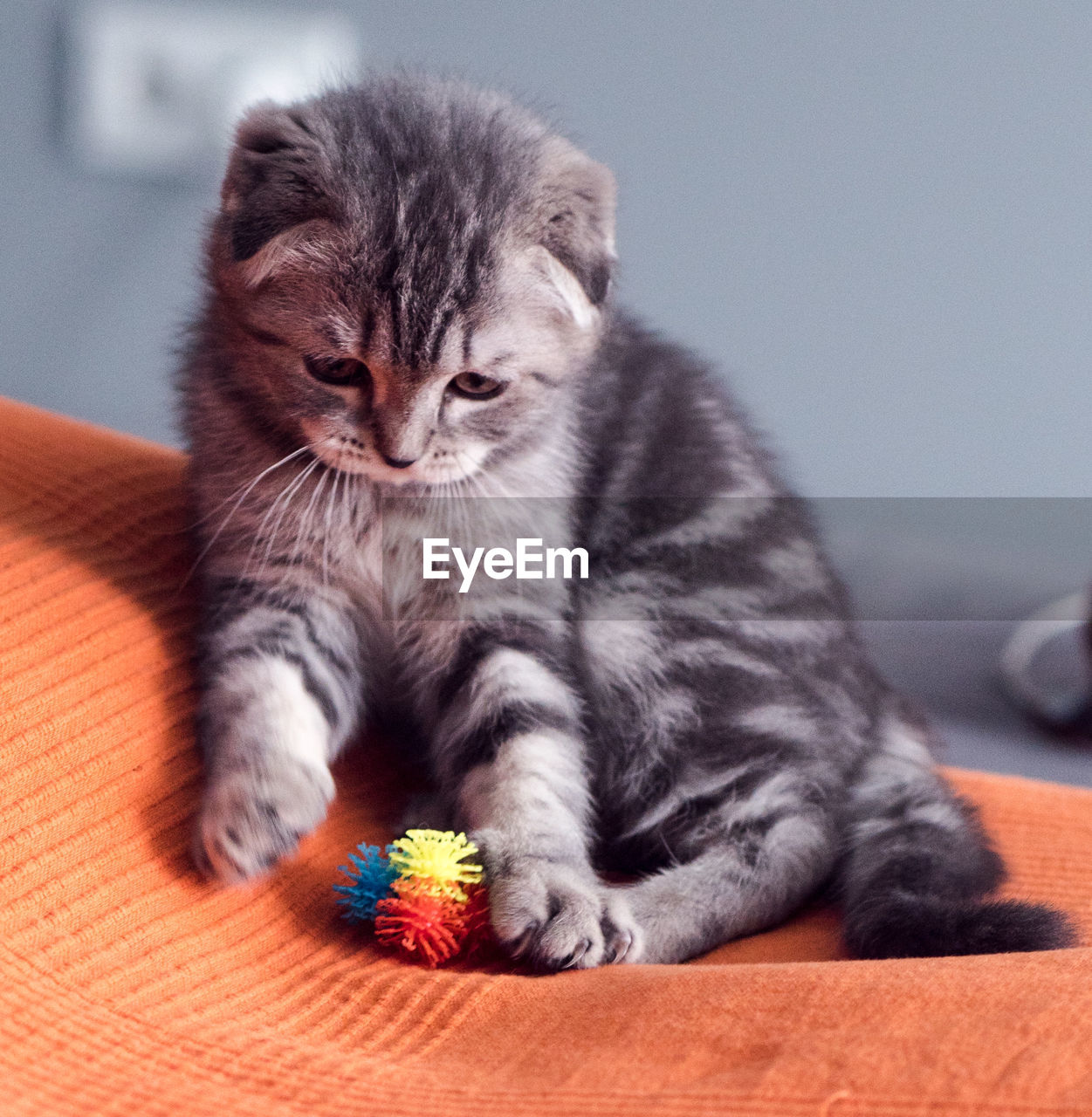 Little kitten playing with the ball