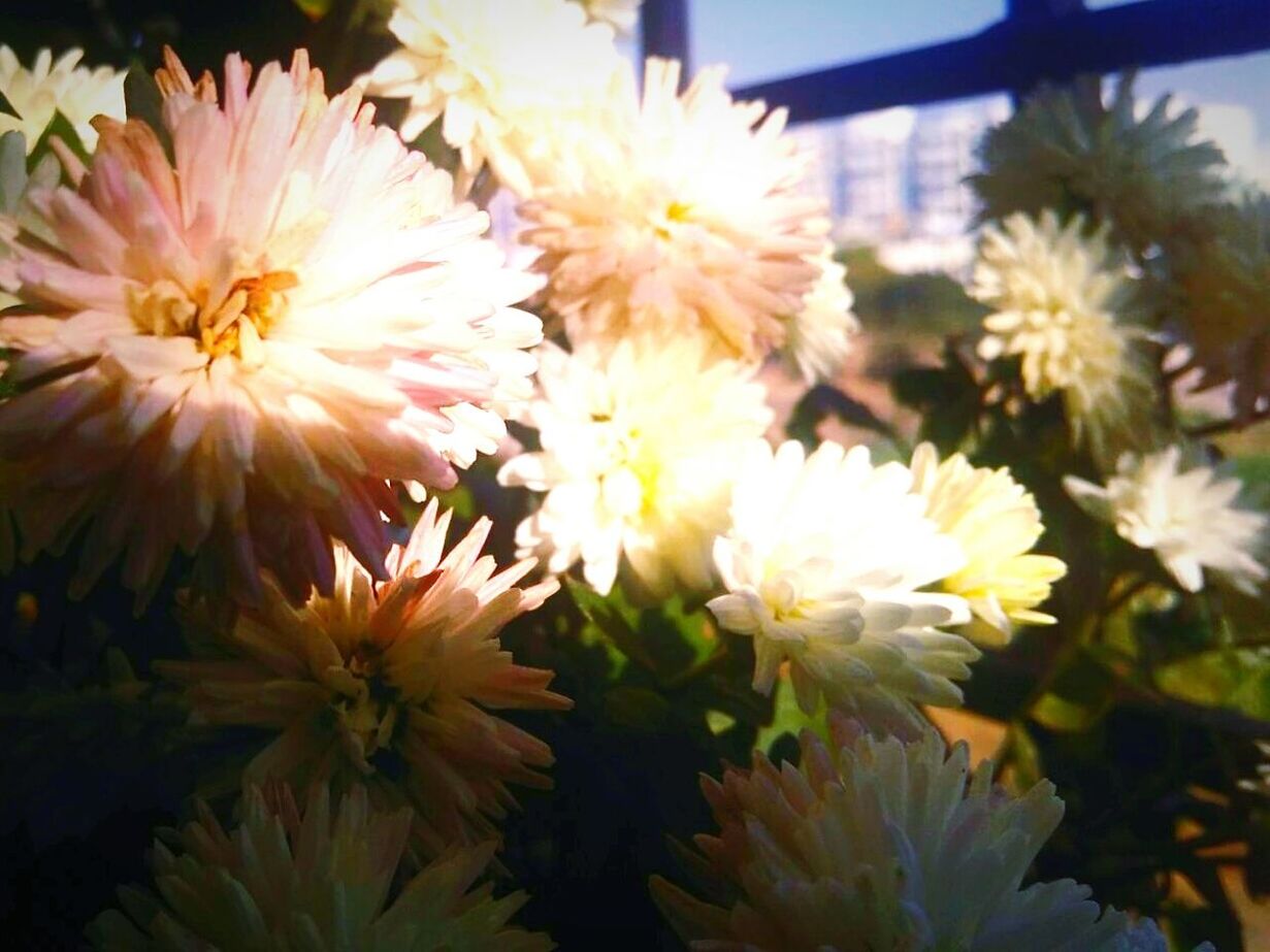 Sunlight falling on flowers at park