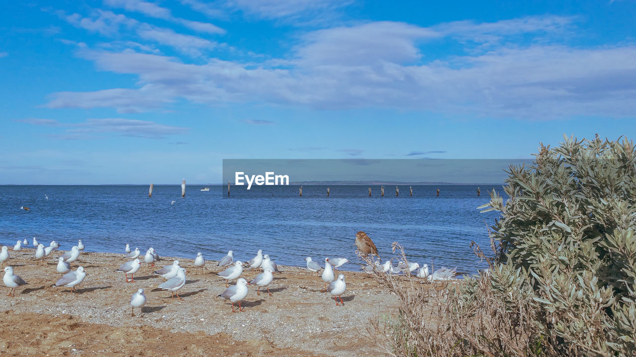 SEAGULLS ON BEACH