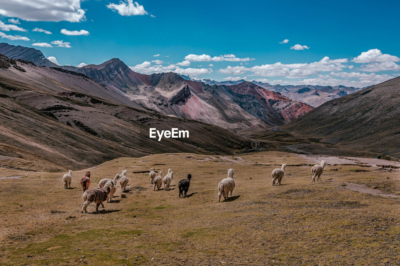 High angle view of sheep on mountain