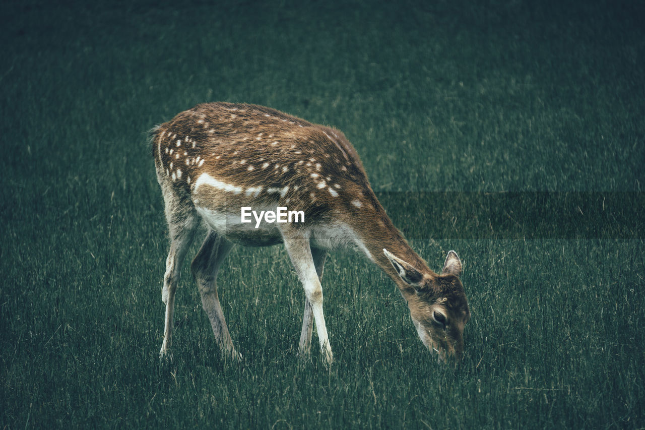 Deer grazing while standing on grassy field