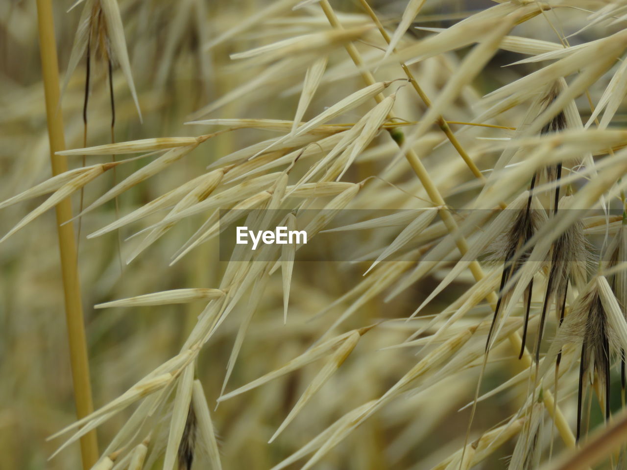 View of dry leaf on plant