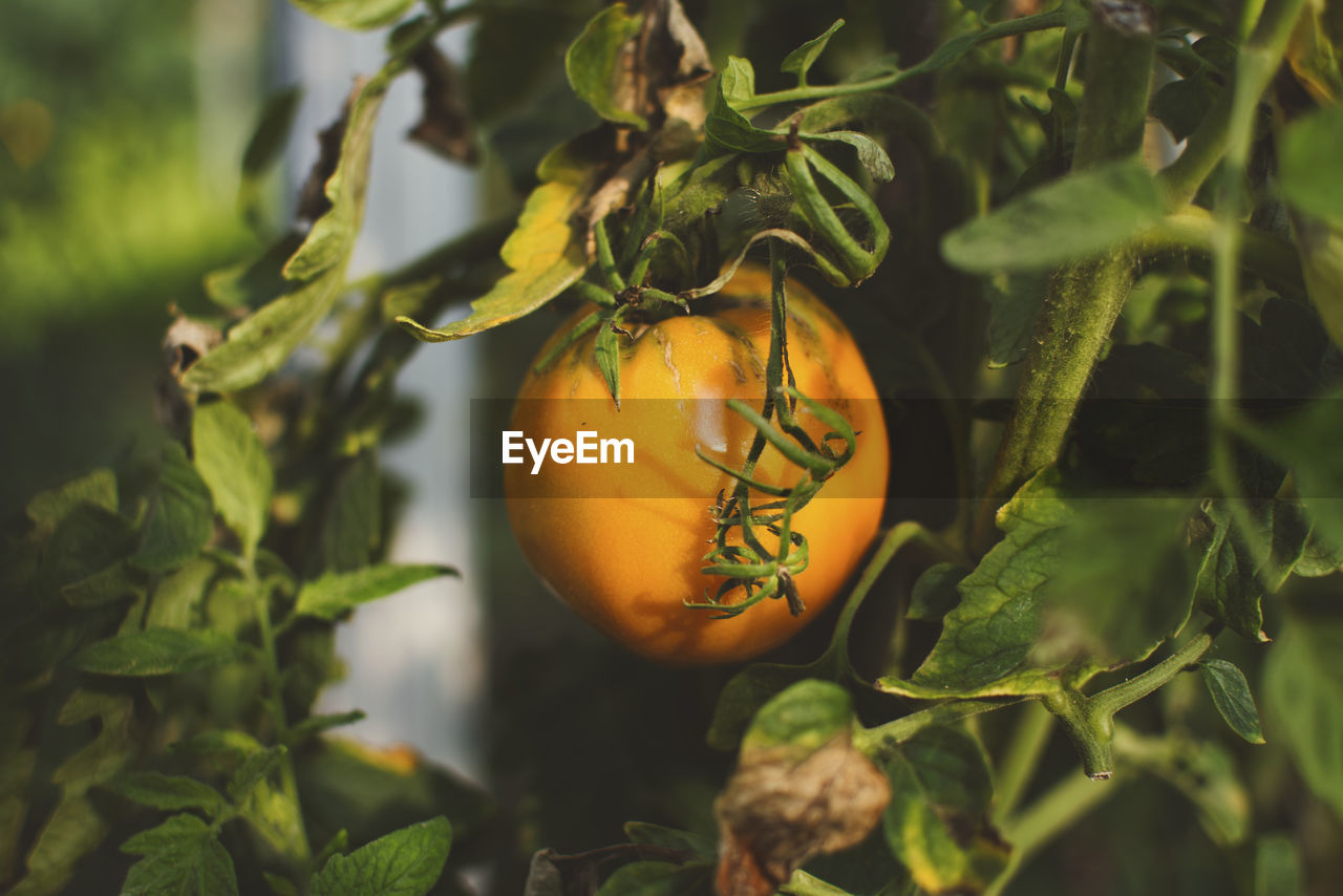 Close-up of tomato growing on plants