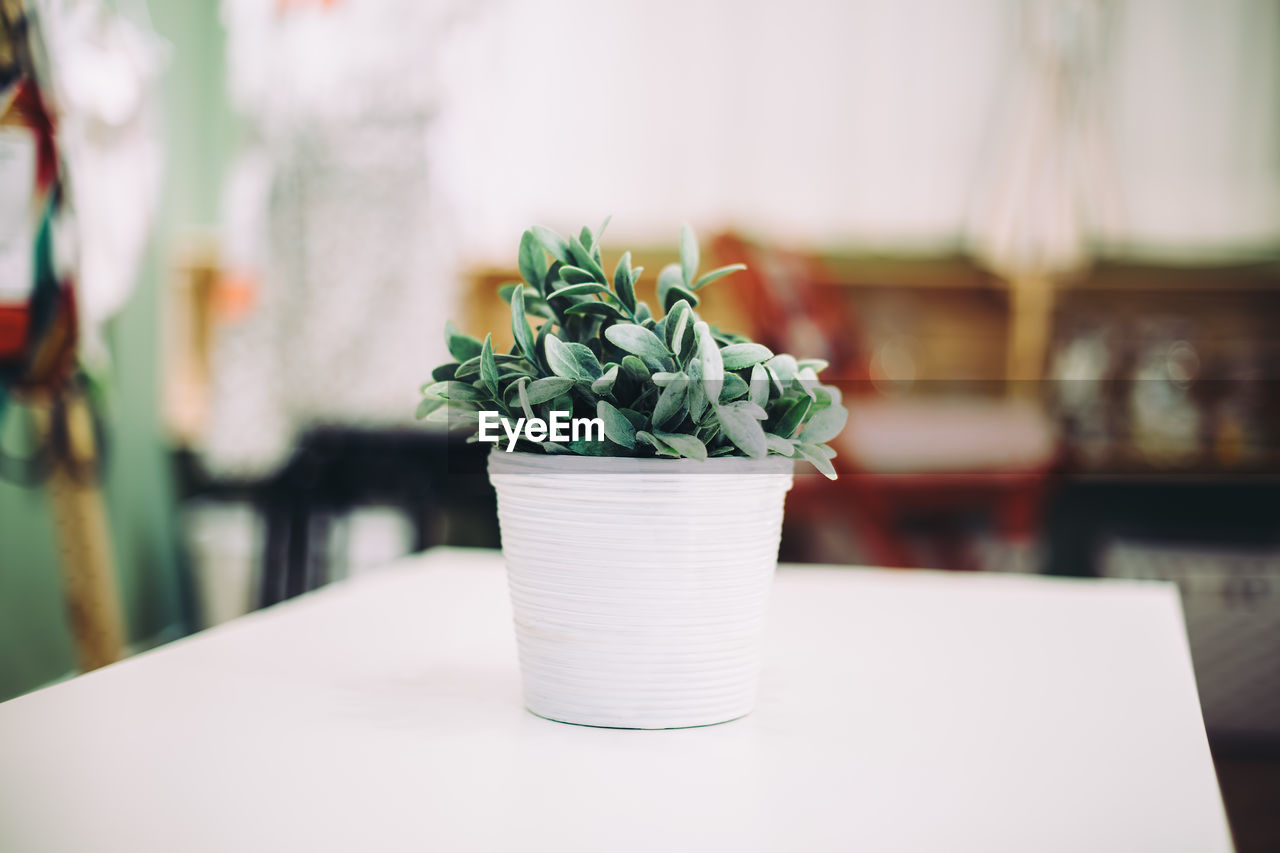 Close-up of plant on table