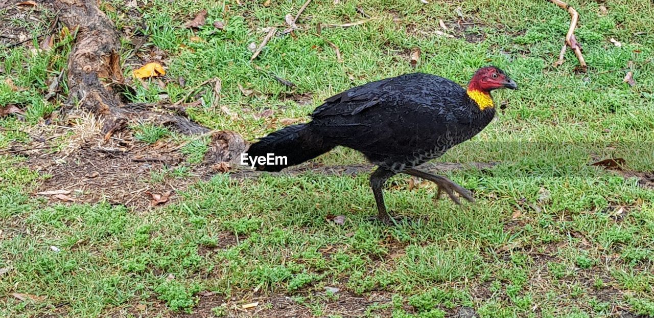 HIGH ANGLE VIEW OF DUCK ON LAND