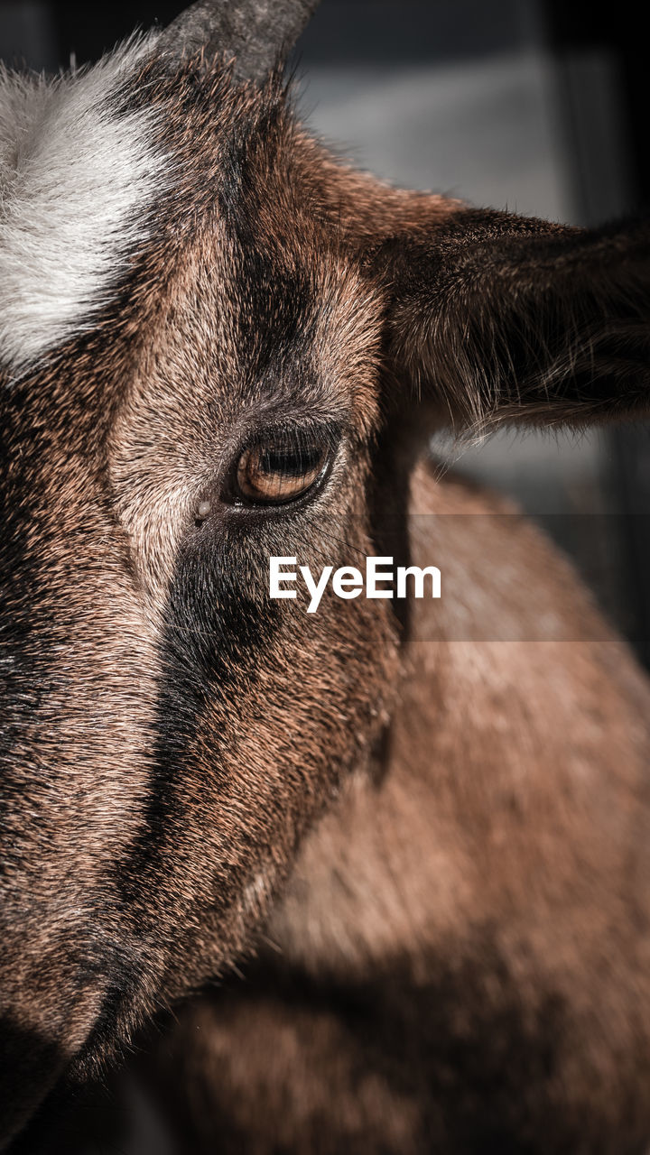 Close-up portrait of a goat 
