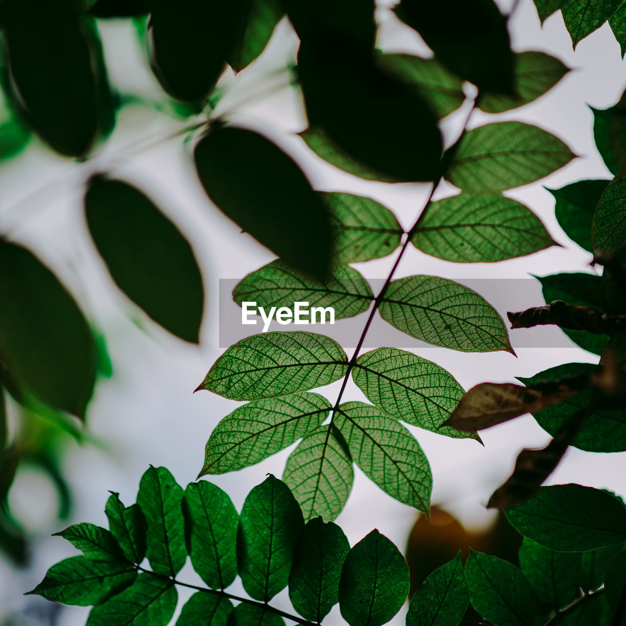 Close-up of leaves against blurred background