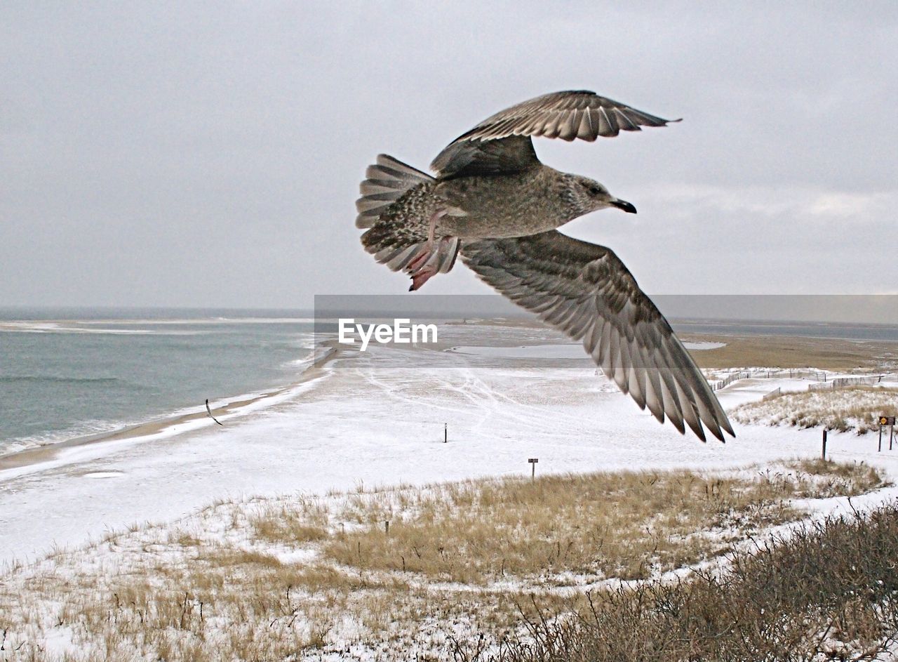 Seagull flying over beach st chatham, cape cod