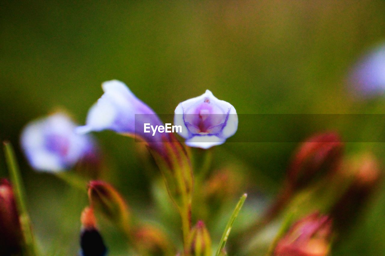 Close-up of flowers against blurred background