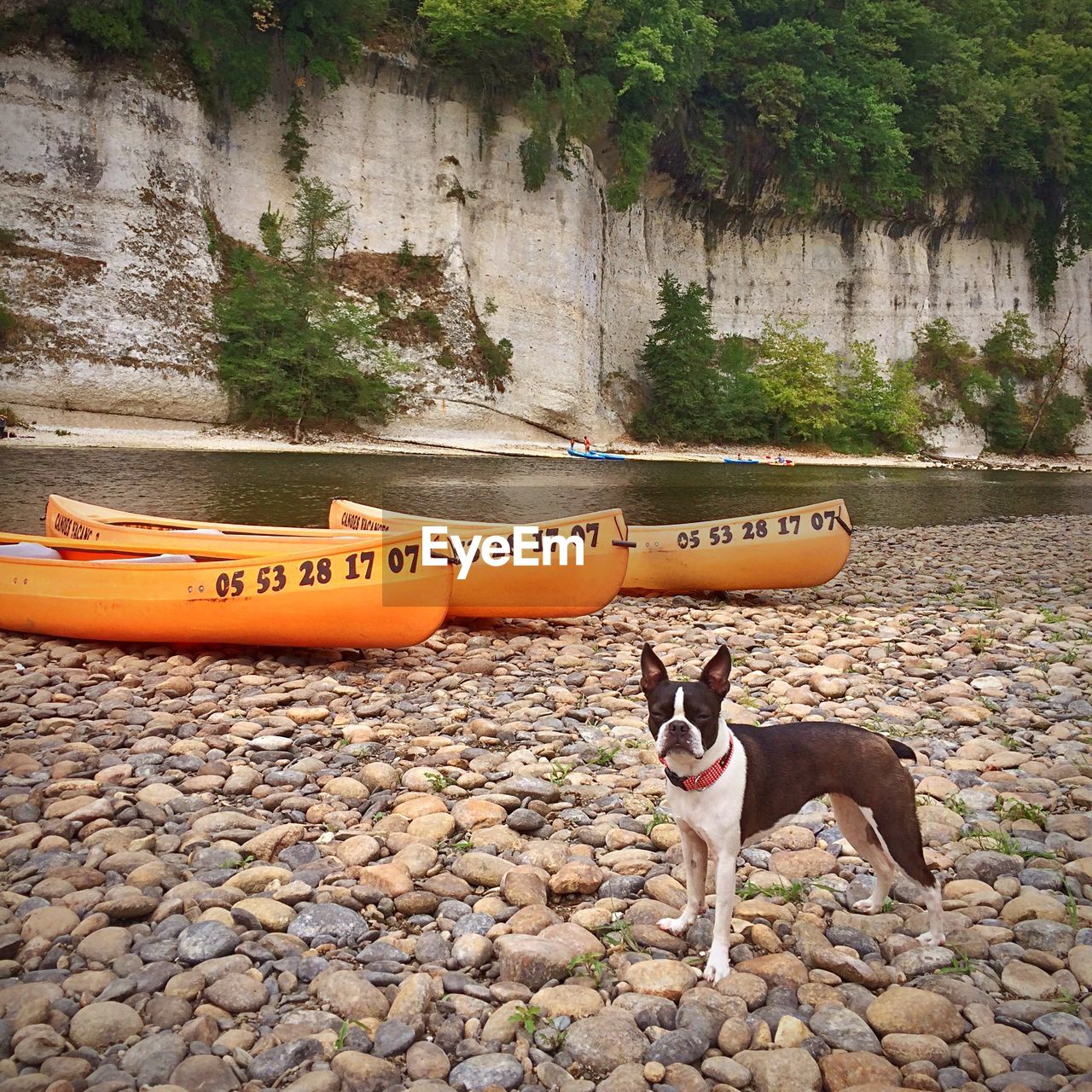 Boston terrier standing on pebbles by canoes at riverbank