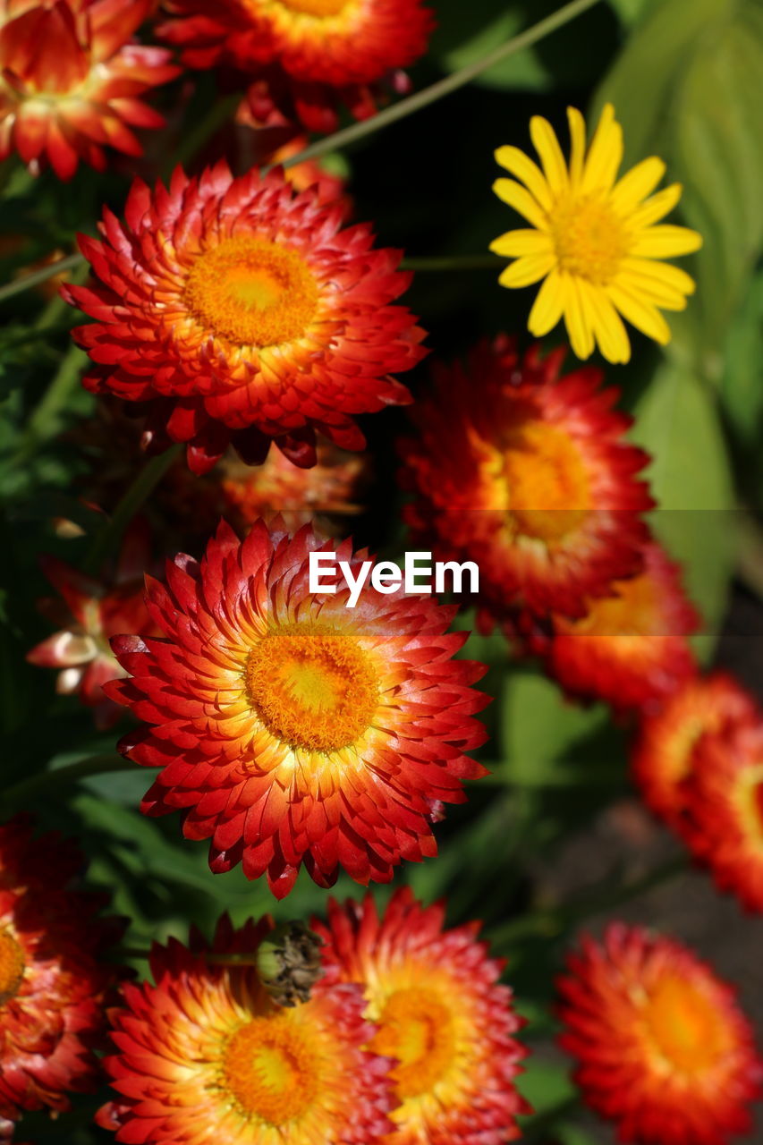 CLOSE-UP OF FLOWERING PLANT