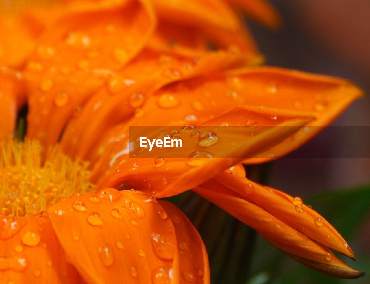 Close-up of water drops on yellow flower