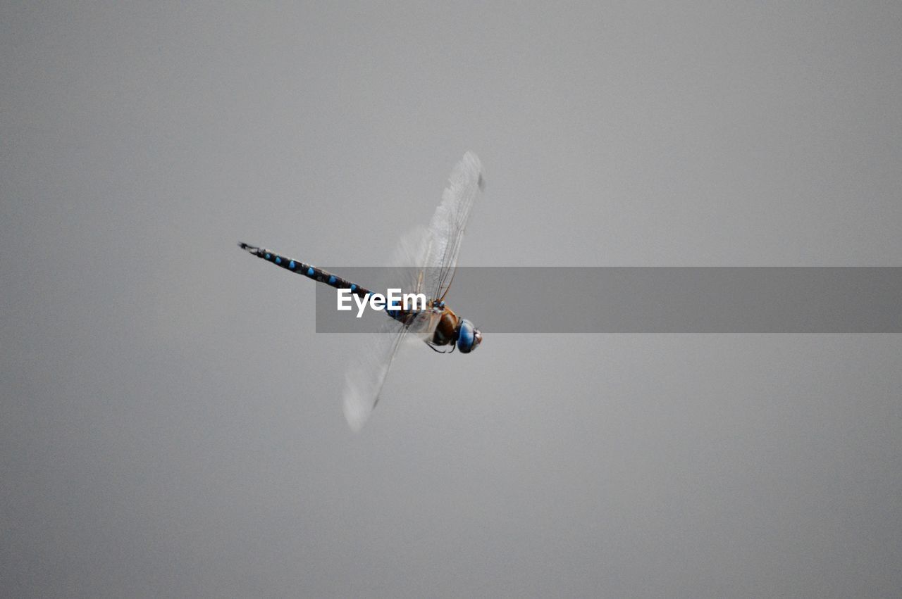 LOW ANGLE VIEW OF HELICOPTER FLYING AGAINST CLEAR SKY