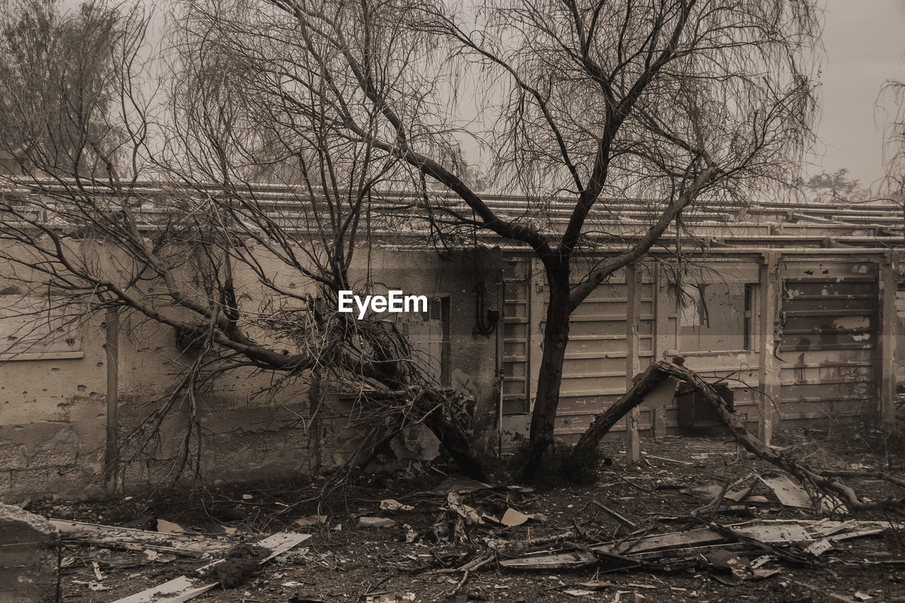 BARE TREE IN ABANDONED HOUSE