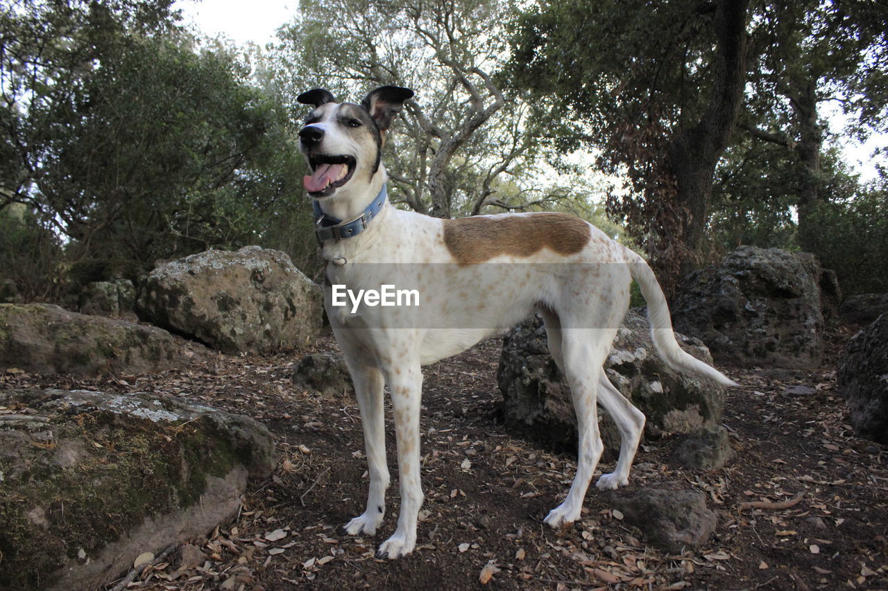 PORTRAIT OF DOG STANDING ON LAND