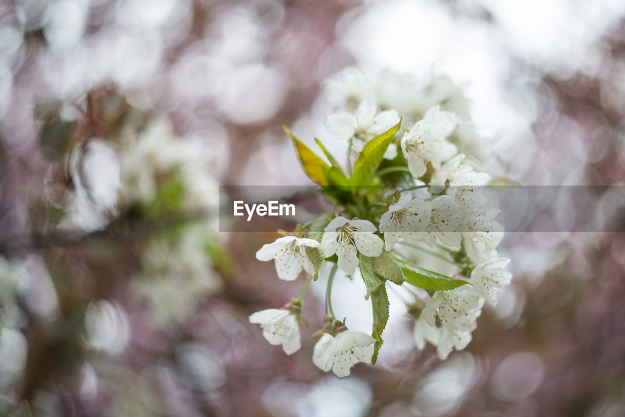 Close-up of white flowering plant