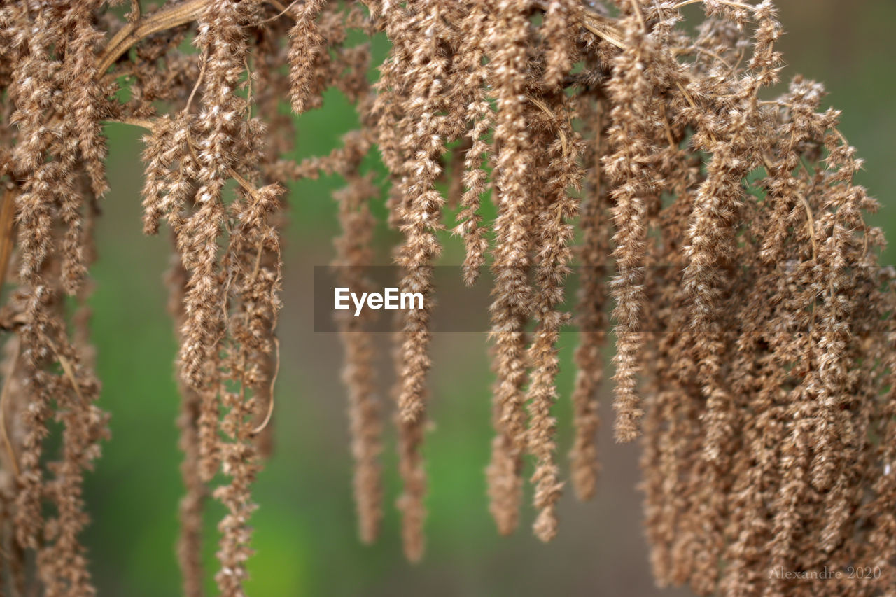 CLOSE-UP OF FLOWERING PLANTS HANGING ON WOOD