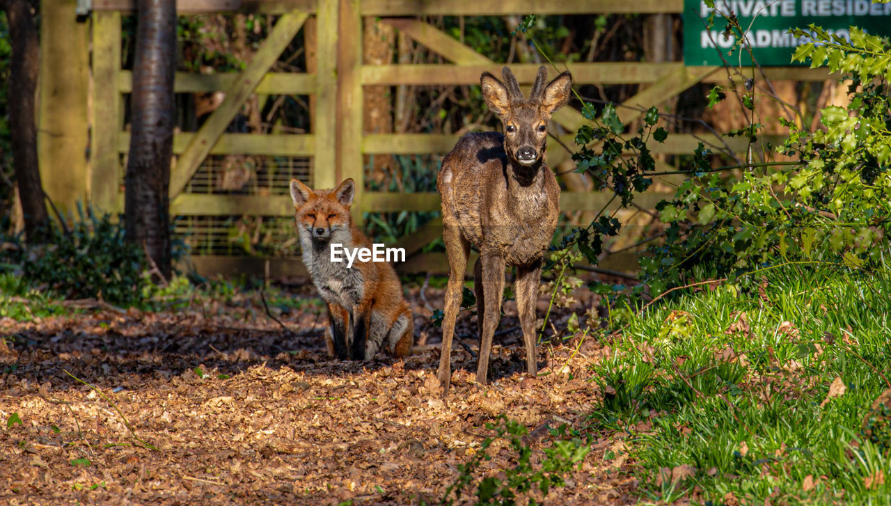 Friends in the woods