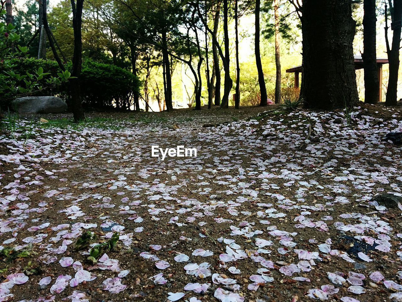 Surface level of petals on ground